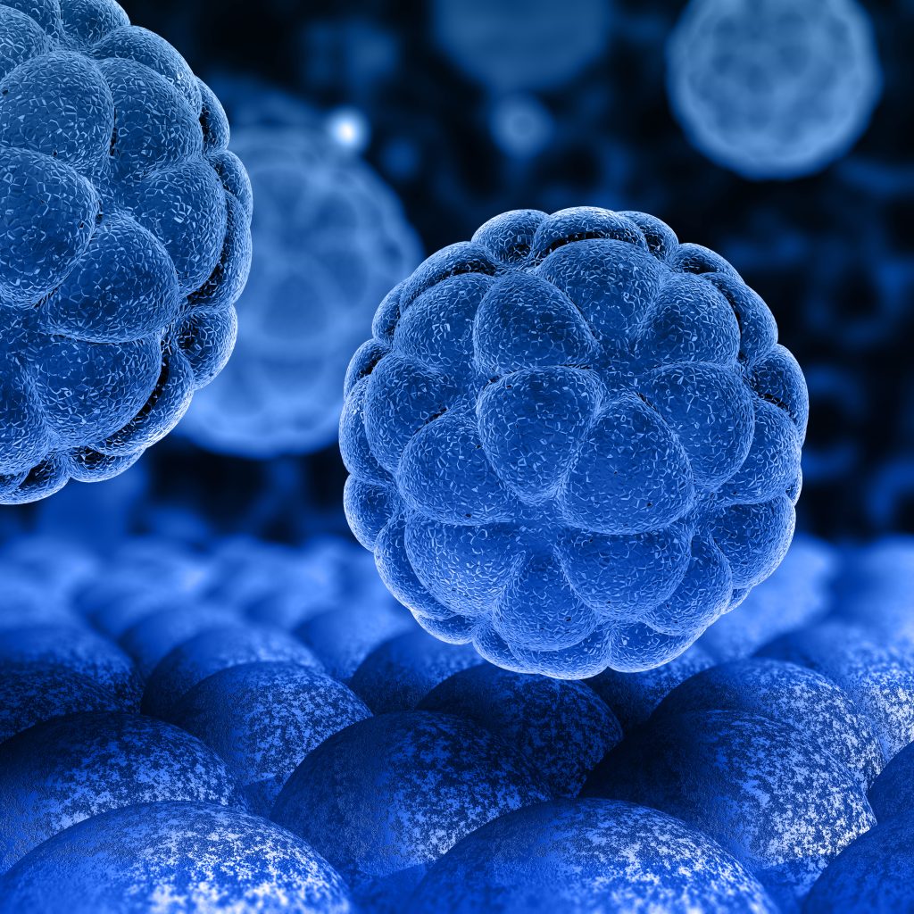 stem cell 