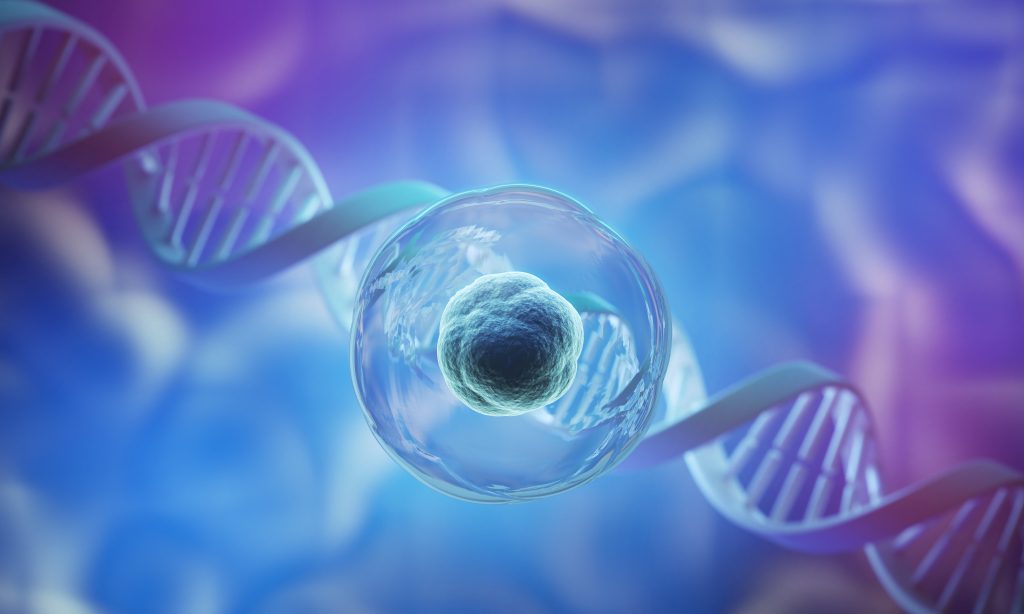 stem cell
