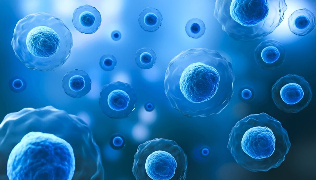 supplements to increase stem cells
