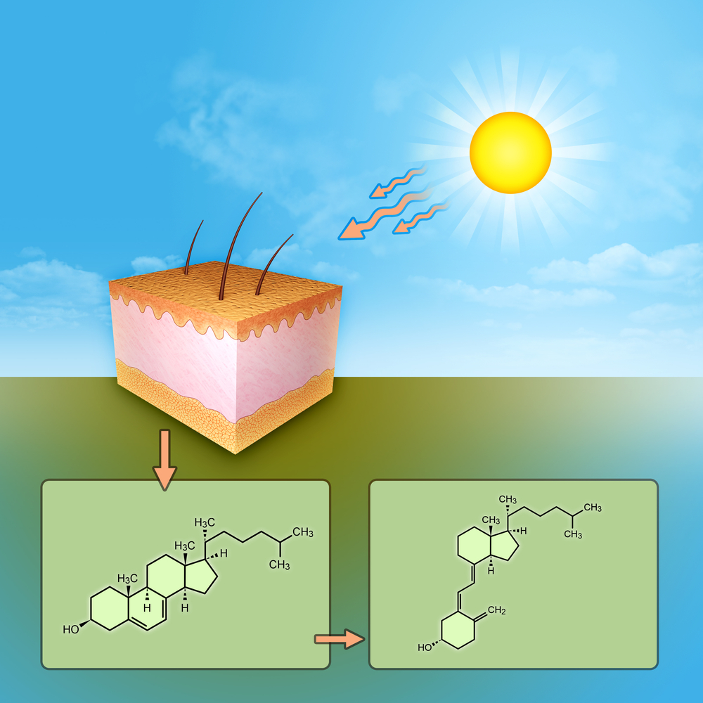 Vitamin D activation in liver and kidneys