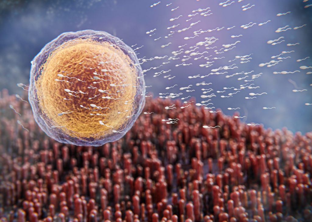 stem cell