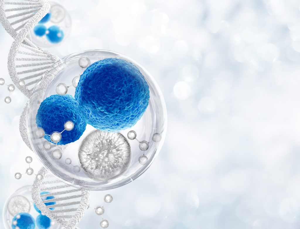 stem cell