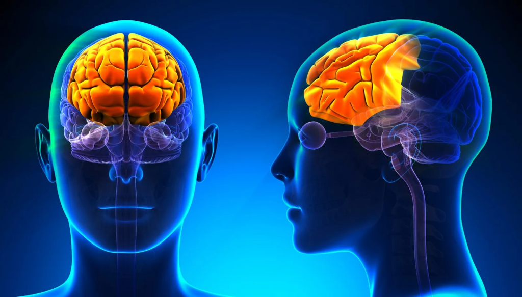 Brain Blood Flow: Powerful Insights from SPECT Imaging