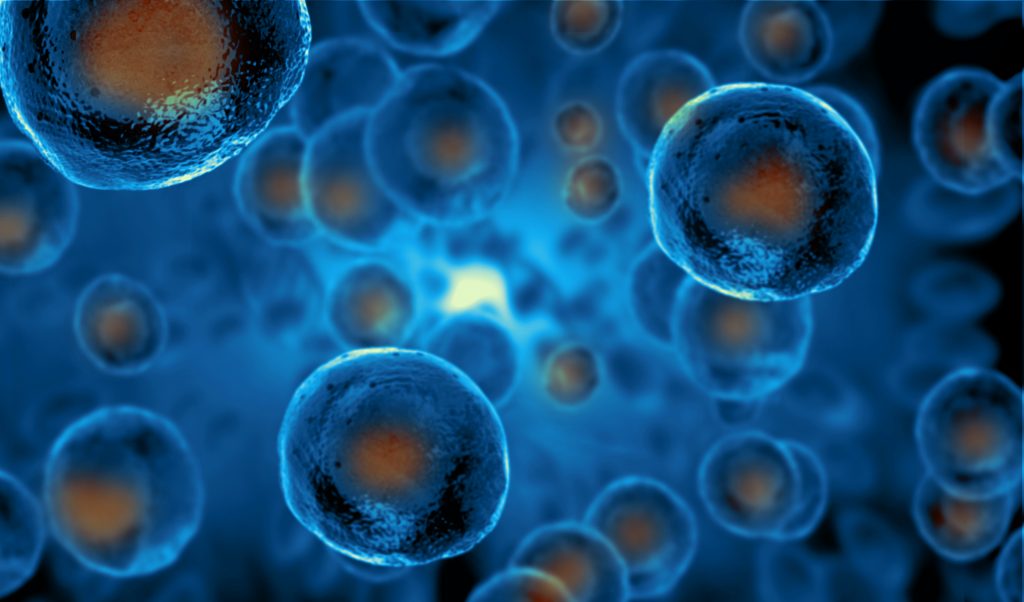 stem cells