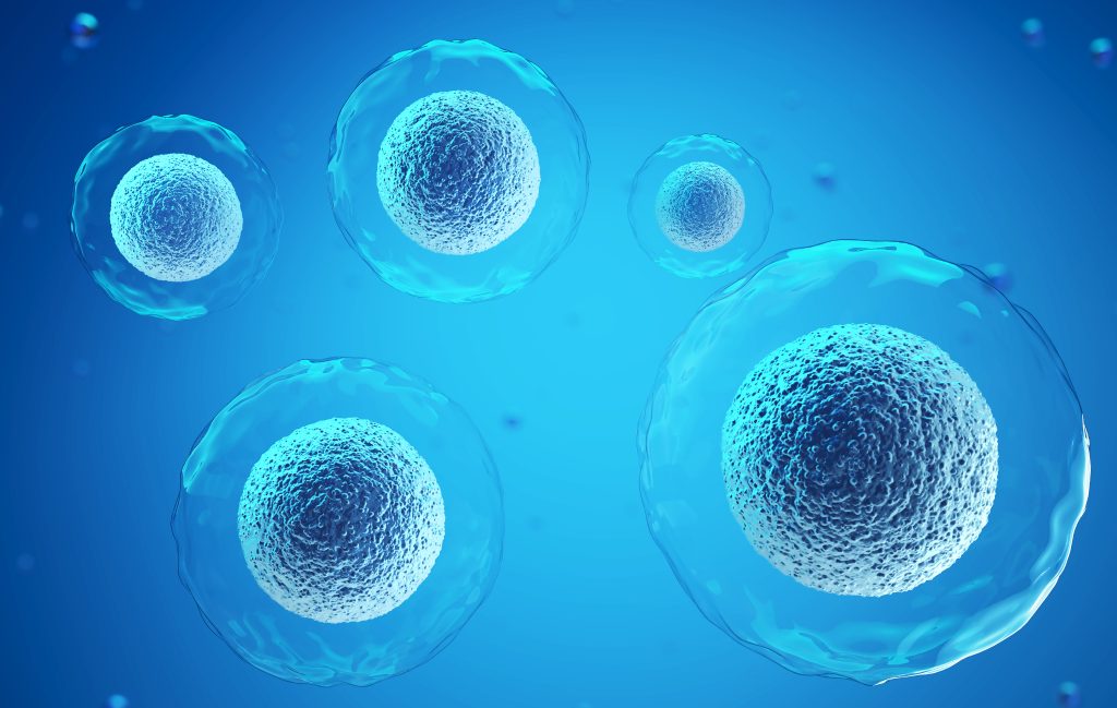 stem cell 