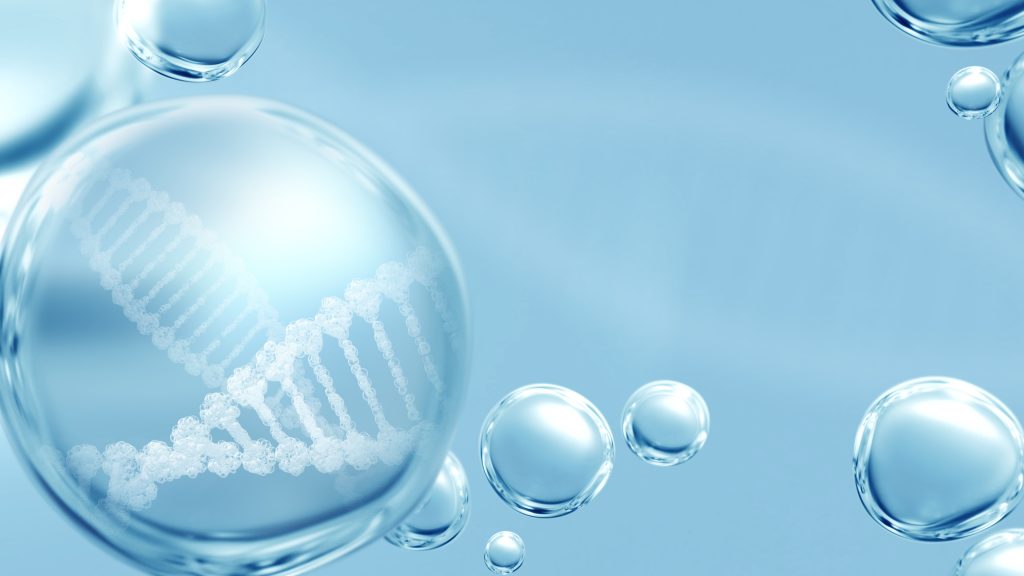stem cell