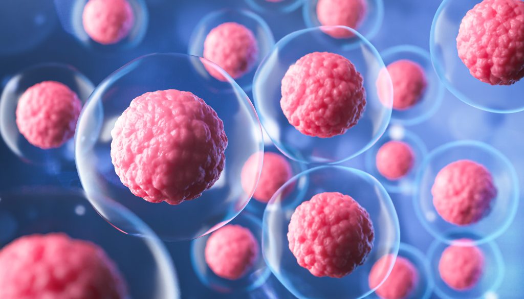 stem cell