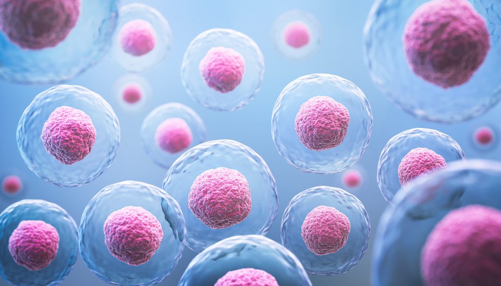 stem cell