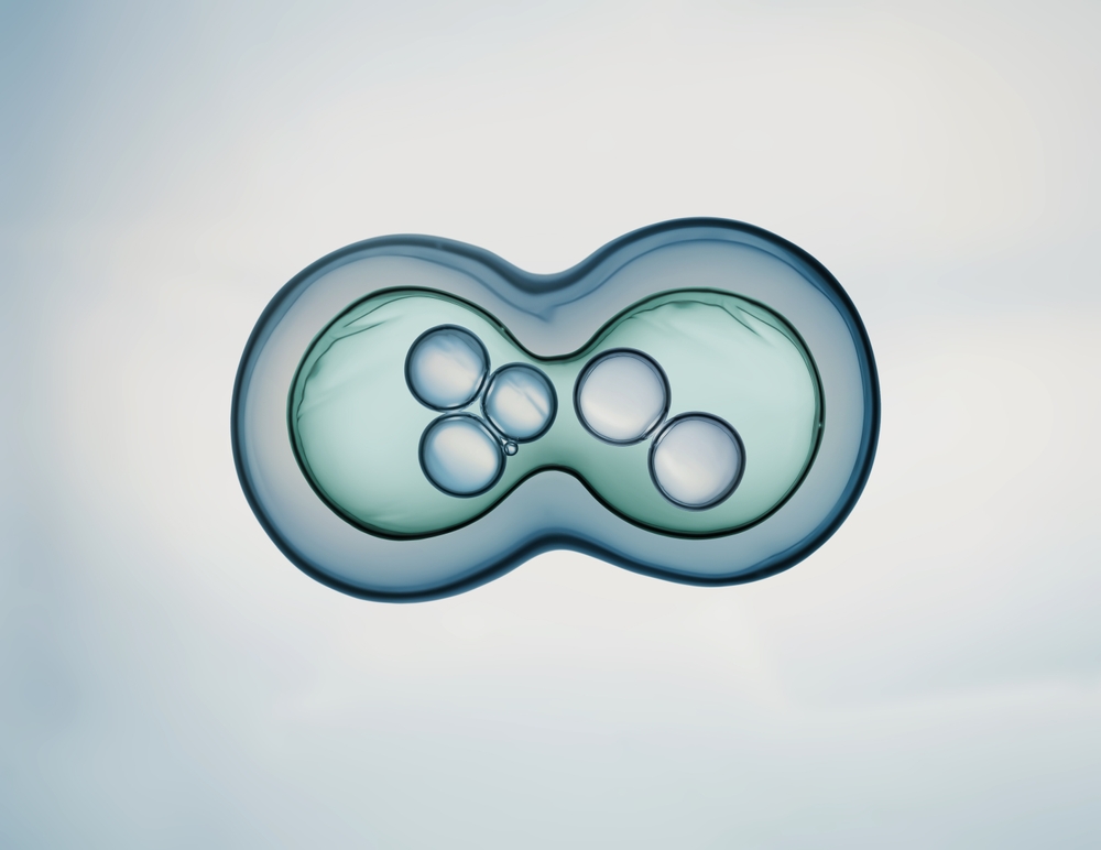 stem cell production