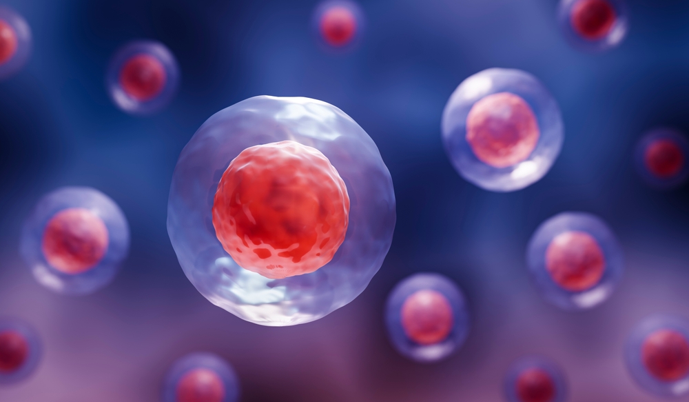 Does Fasting Promote Stem Cell Growth?