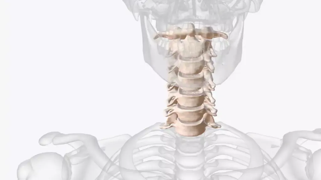A detailed 3D cross-section of the cervical spine anatomy, showcasing the vertebrae, intervertebral discs, spinal cord, and surrounding musculature. Rendered with clinical precision under bright, evenly-distributed lighting to highlight the complex, interconnected structures. Captured from a slightly elevated angle to provide an unobstructed view, with a shallow depth of field to emphasize the key anatomical features. The scene conveys a sense of scientific exploration and medical study, allowing the viewer to clearly understand the intricate workings of the cervical spine.