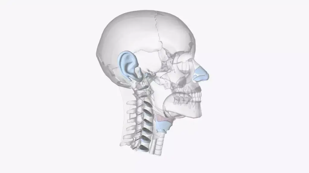 A detailed, anatomical cross-section of the cervical spine, showcasing the vertebral bodies, intervertebral discs, spinal cord, and surrounding musculature. The image should be rendered in a scientific, medical illustration style, with a neutral, white background to emphasize the intricacies of the cervical spine's structure. Lighting should be soft and diffused, highlighting the various components without harsh shadows. The angle should be a slight lateral view, allowing for a clear visualization of the spine's curvature and the relationship between the vertebrae. The overall mood should convey a sense of educational clarity and clinical precision, suitable for a medical reference article. A detailed, anatomical cross-section of the cervical spine, showcasing the vertebral bodies, intervertebral discs, spinal cord, and surrounding musculature. The image should be rendered in a scientific, medical illustration style, with a neutral, white background to emphasize the intricacies of the cervical spine's structure. Lighting should be soft and diffused, highlighting the various components without harsh shadows. The angle should be a slight lateral view, allowing for a clear visualization of the spine's curvature and the relationship between the vertebrae. The overall mood should convey a sense of educational clarity and clinical precision, suitable for a medical reference article.
