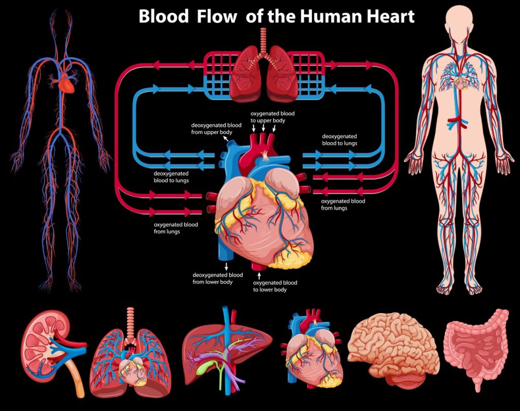 A detailed anatomical diagram showcasing the hemopoietic process A detailed anatomical diagram showcasing the hemopoietic process