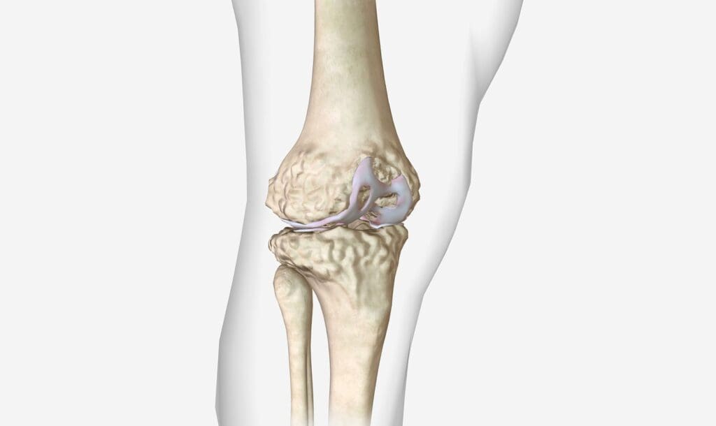 A detailed anatomical illustration of the knee joint A detailed anatomical illustration of the knee joint