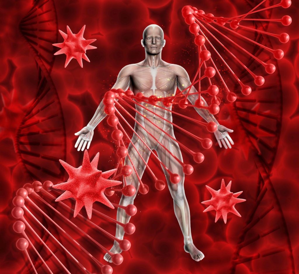 A detailed anatomical illustration showcasing the primary sites of myeloid hemopoiesis in the adult human body A detailed anatomical illustration showcasing the primary sites of myeloid hemopoiesis in the adult human body