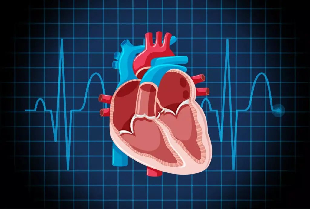 A detailed anatomical illustration showcasing the relationship between atrial fibrillation and coughing. The foreground depicts the heart with prominent atria, visibly pulsing and quivering in an irregular pattern, indicating atrial fibrillation. Emanating from the lungs, a wisp of smoke-like vapor represents the coughing reflex, the middle ground. In the background, a serene, muted color palette sets a contemplative mood, with subtle hints of the respiratory system visible. The lighting is soft and directional, creating depth and emphasizing the connection between the cardiac and pulmonary elements. The overall composition conveys the intricate physiological link between the two conditions in a visually striking manner.