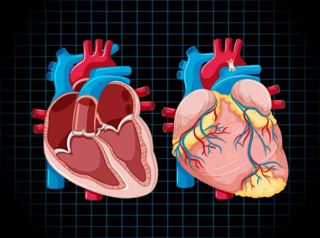 A highly detailed, anatomically accurate illustration of the human heart, capturing the intricate structure and function of the atrioventricular valves. Rendered in a crisp, scientific style with a focus on the ventricles, atria, and the complex network of valves, arteries, and veins. Presented against a clean, neutral background that allows the heart's anatomy to take center stage. Rendered with precise lighting and depth to showcase the three-dimensional form, emphasizing the elegant curves and vital components that enable the heart's rhythmic pumping. The overall mood is one of clinical precision and educational clarity, suitable for a medical or scientific publication. A highly detailed, anatomically accurate illustration of the human heart, capturing the intricate structure and function of the atrioventricular valves. Rendered in a crisp, scientific style with a focus on the ventricles, atria, and the complex network of valves, arteries, and veins. Presented against a clean, neutral background that allows the heart's anatomy to take center stage. Rendered with precise lighting and depth to showcase the three-dimensional form, emphasizing the elegant curves and vital components that enable the heart's rhythmic pumping. The overall mood is one of clinical precision and educational clarity, suitable for a medical or scientific publication.