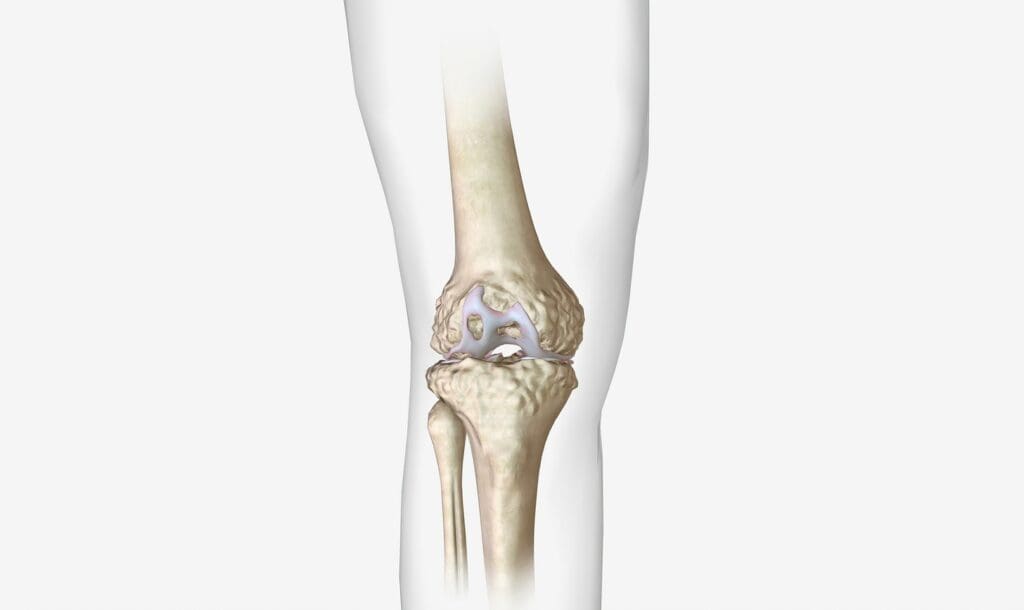 A highly detailed and anatomically accurate illustration of the knee joint A highly detailed and anatomically accurate illustration of the knee joint