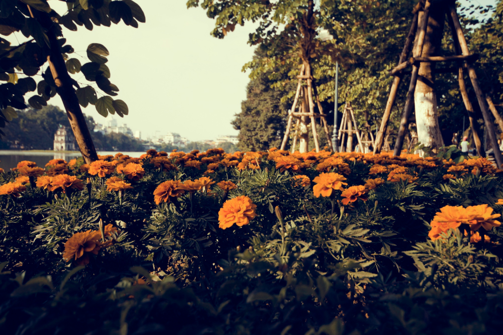 A serene garden setting with lush, vibrant greenery and an abundance of natural herbs and flowers. In the foreground, a variety of soothing plants known for their therapeutic properties, such as chamomile, lavender, and echinacea, are highlighted. In the middle ground, a few fresh, organic fruits and vegetables are prominently displayed, symbolizing the nourishing power of natural remedies. The background features a soft, diffused light, creating a calming, introspective atmosphere. The composition emphasizes the harmonious integration of nature's bounty, conveying the notion of holistic, non-invasive approaches to managing ovarian cysts and maintaining healthy CA-125 levels.