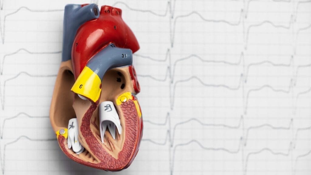 Anatomy of the Heart Anatomy of the Heart