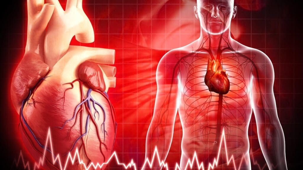 Anatomy of the Pulmonary Anatomy of the Pulmonary