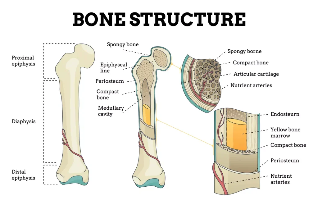 Bone marrow anatomy Bone marrow anatomy