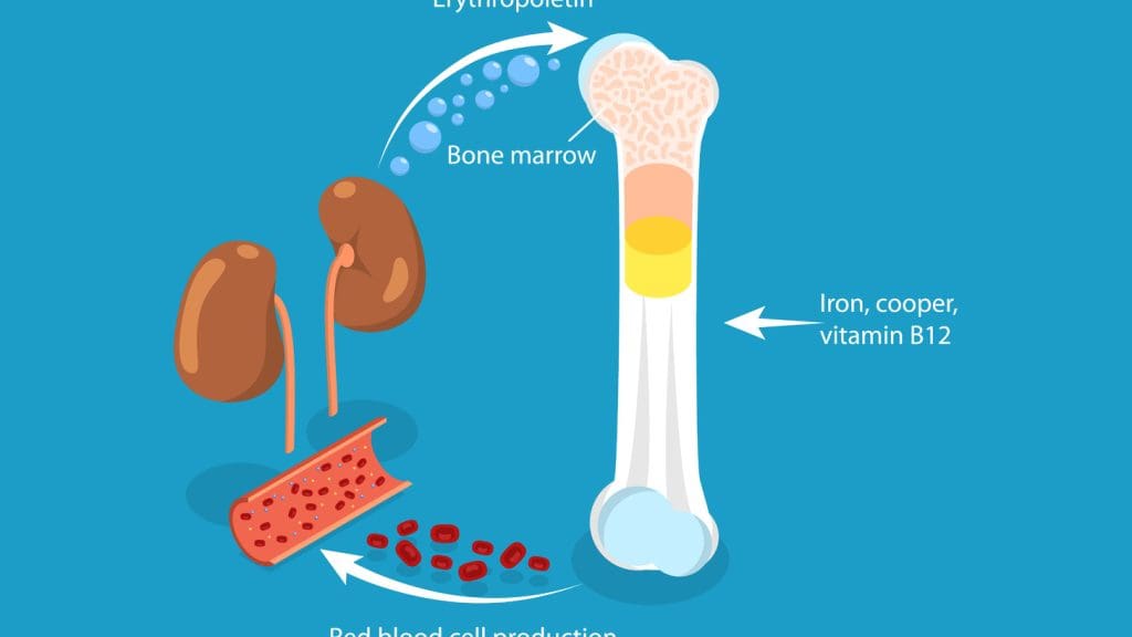 Bone marrow function