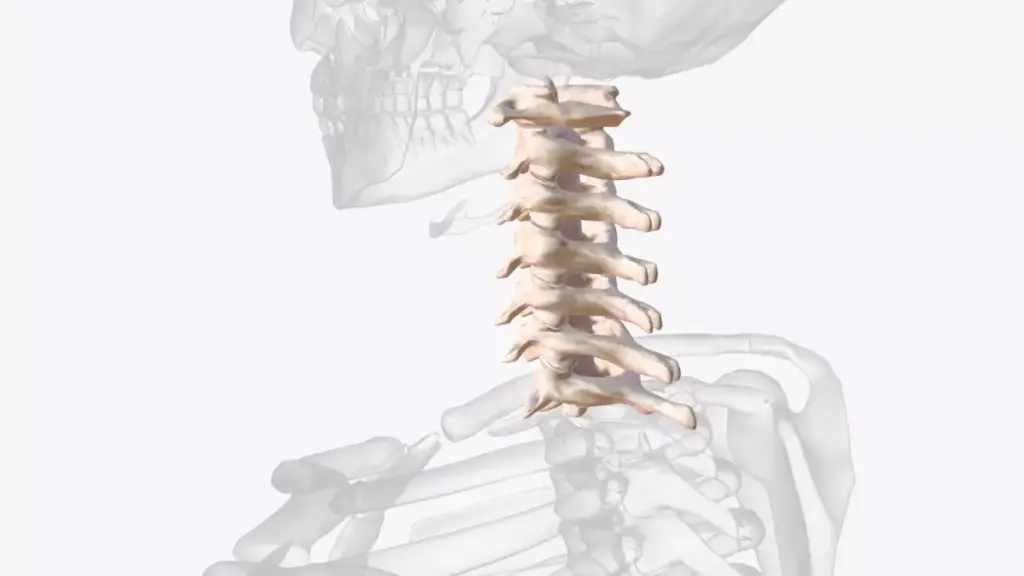 Detailed anatomical illustration of the cervical spine, showcasing the intricate structure of the vertebrae, discs, and surrounding ligaments. Rendered in high-resolution with a clean, scientific aesthetic. Soft, indirect lighting illuminates the three-dimensional forms, highlighting the subtle contours and textures. Captured from a slightly elevated angle to provide a comprehensive view of the cervical region, including the transition to the thoracic spine. The overall composition emphasizes the functional complexity and importance of this critical section of the spinal column. Detailed anatomical illustration of the cervical spine, showcasing the intricate structure of the vertebrae, discs, and surrounding ligaments. Rendered in high-resolution with a clean, scientific aesthetic. Soft, indirect lighting illuminates the three-dimensional forms, highlighting the subtle contours and textures. Captured from a slightly elevated angle to provide a comprehensive view of the cervical region, including the transition to the thoracic spine. The overall composition emphasizes the functional complexity and importance of this critical section of the spinal column.