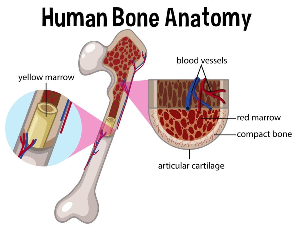 Hematopoietic tissue in the bone marrow Hematopoietic tissue in the bone marrow
