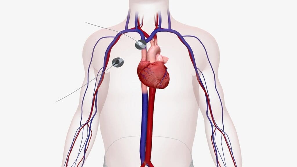 Human Circulatory System