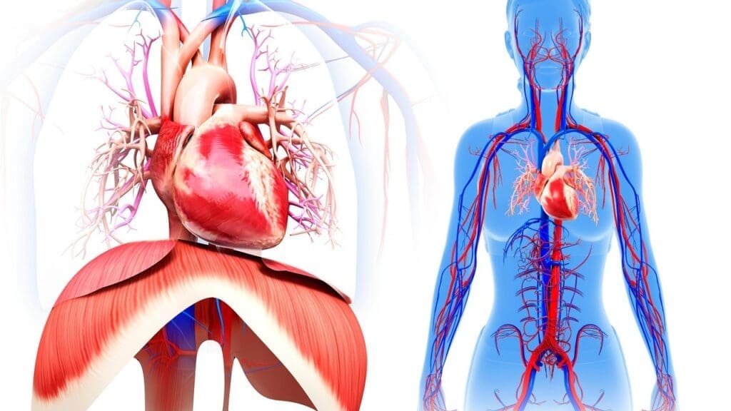 Kinds of Circulation in the Human