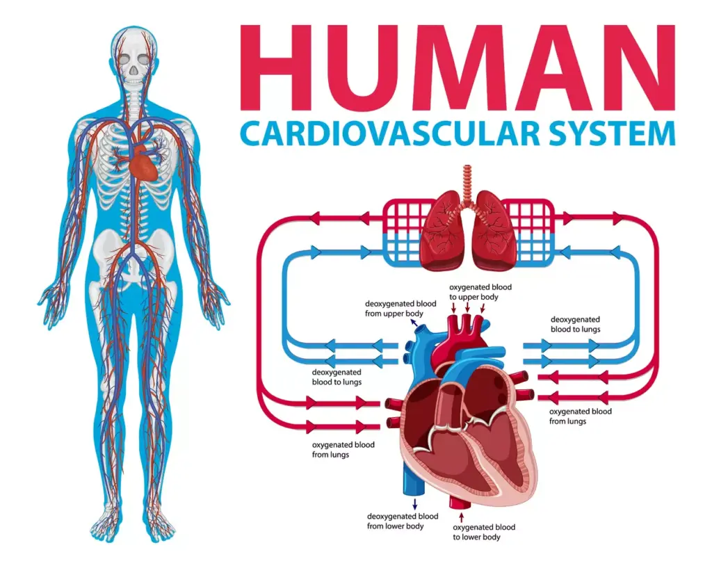 Overview of the Aortic System Overview of the Aortic System