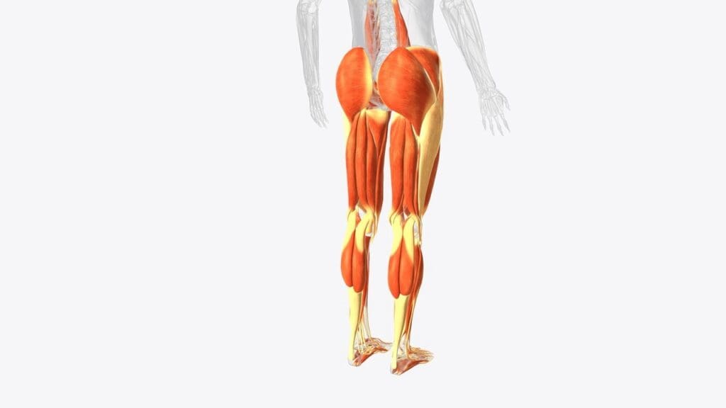 Understanding the Ache in Back of Thigh