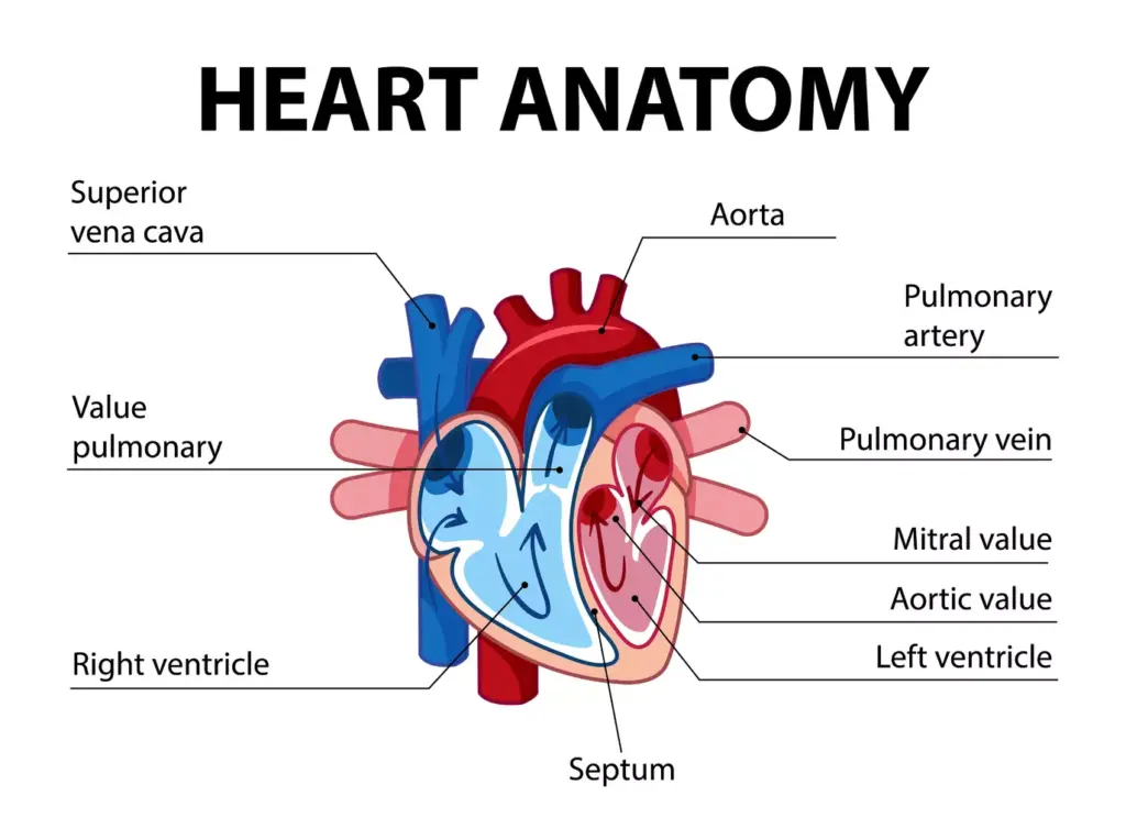 Understanding the Aortic Arch