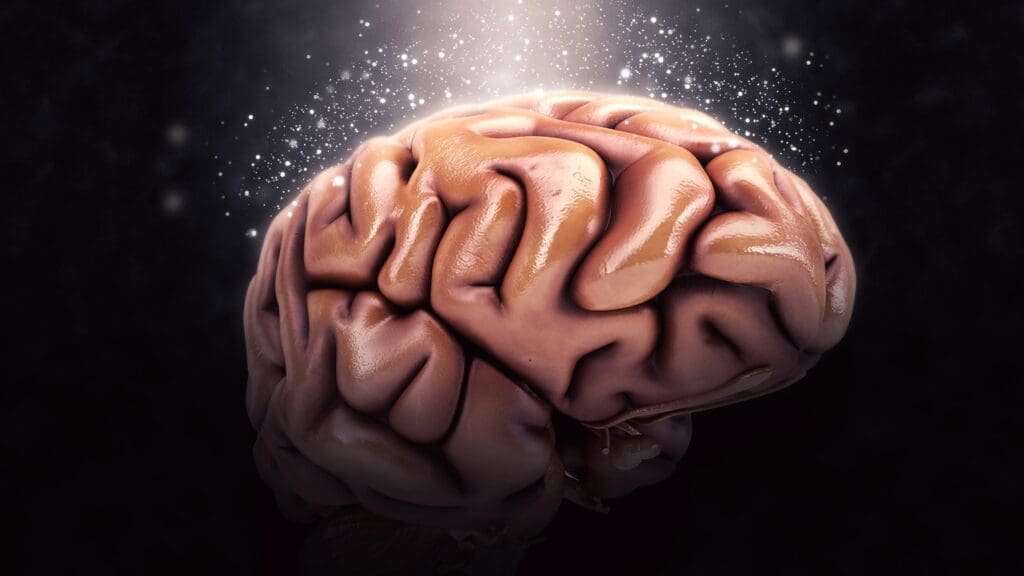 Understanding the Brainstem Understanding the Brainstem