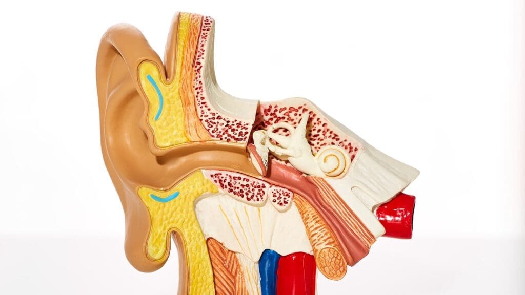 Vestibular Schwannoma Facts Vestibular Schwannoma Facts