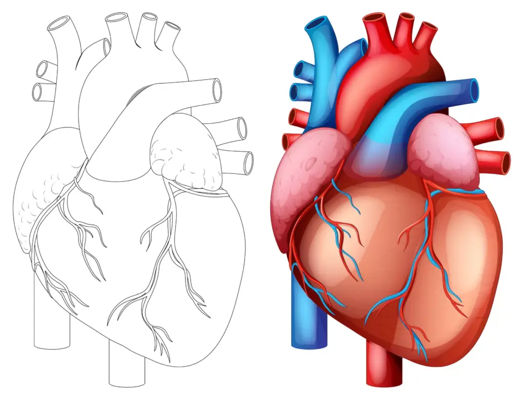 Aortic Arch Diagram: 7 Key Facts About Structure, Branches & Function