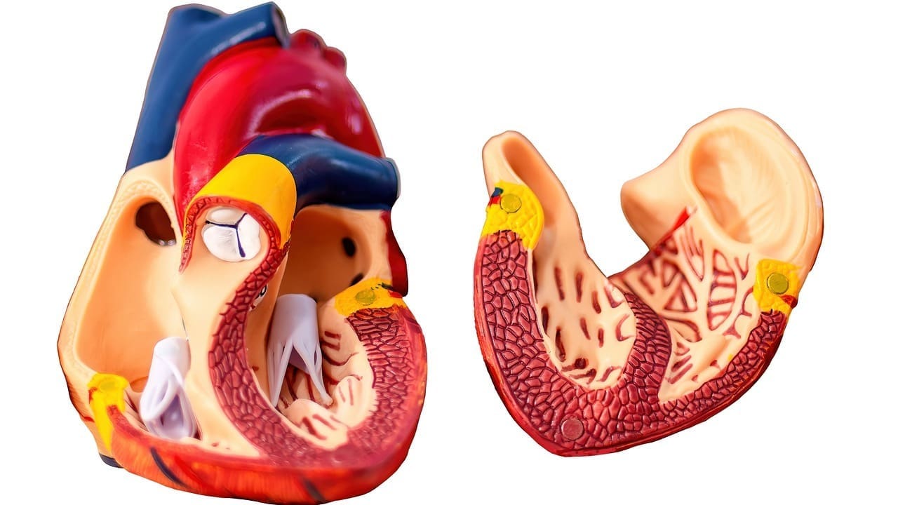 Aortic Thrombus: 7 Key Facts About Causes, Symptoms, and Treatment Options