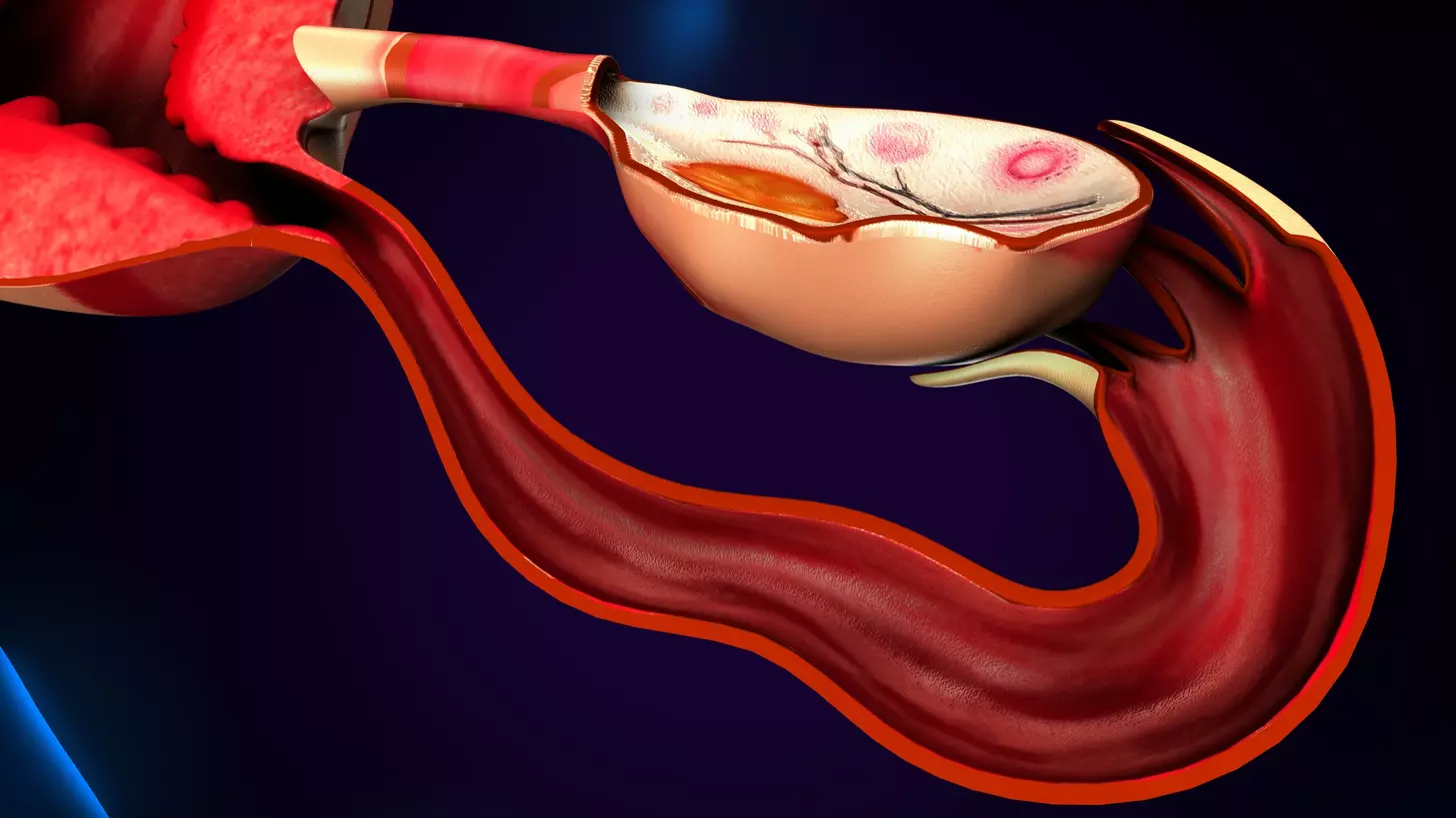 5 Essential Cell Types That Are Formed in the Bone Marrow and the Spleen