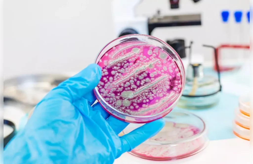asct stem cell