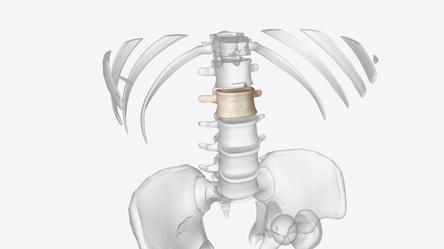 What Is Auto Fusion of Vertebrae and How Does Spinal Autofusion Affect Your Spine?