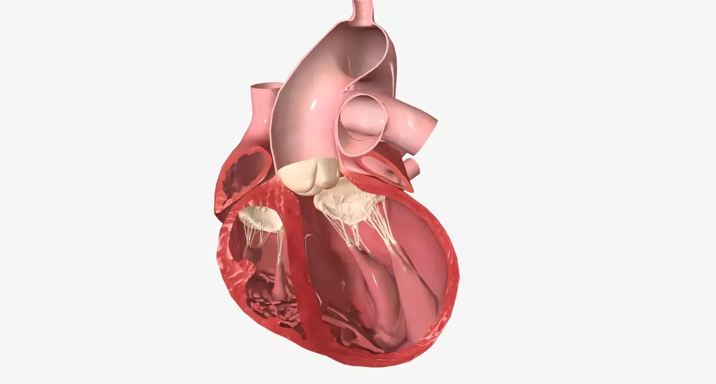 9 Key Facts About BAV Medical Abbreviation, Bicuspid Valve Definition, and Symptoms