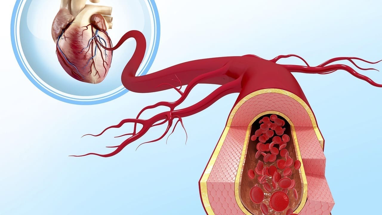 Blood Heart and Blood Vessels: 7 Key Facts About Capillaries and Heart Function