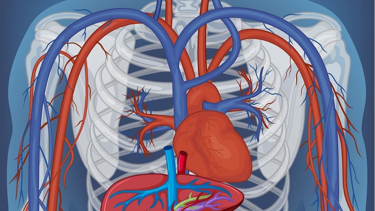 Blood Vessels Diagram: 7 Key Features of Arteries, Veins, and Capillaries