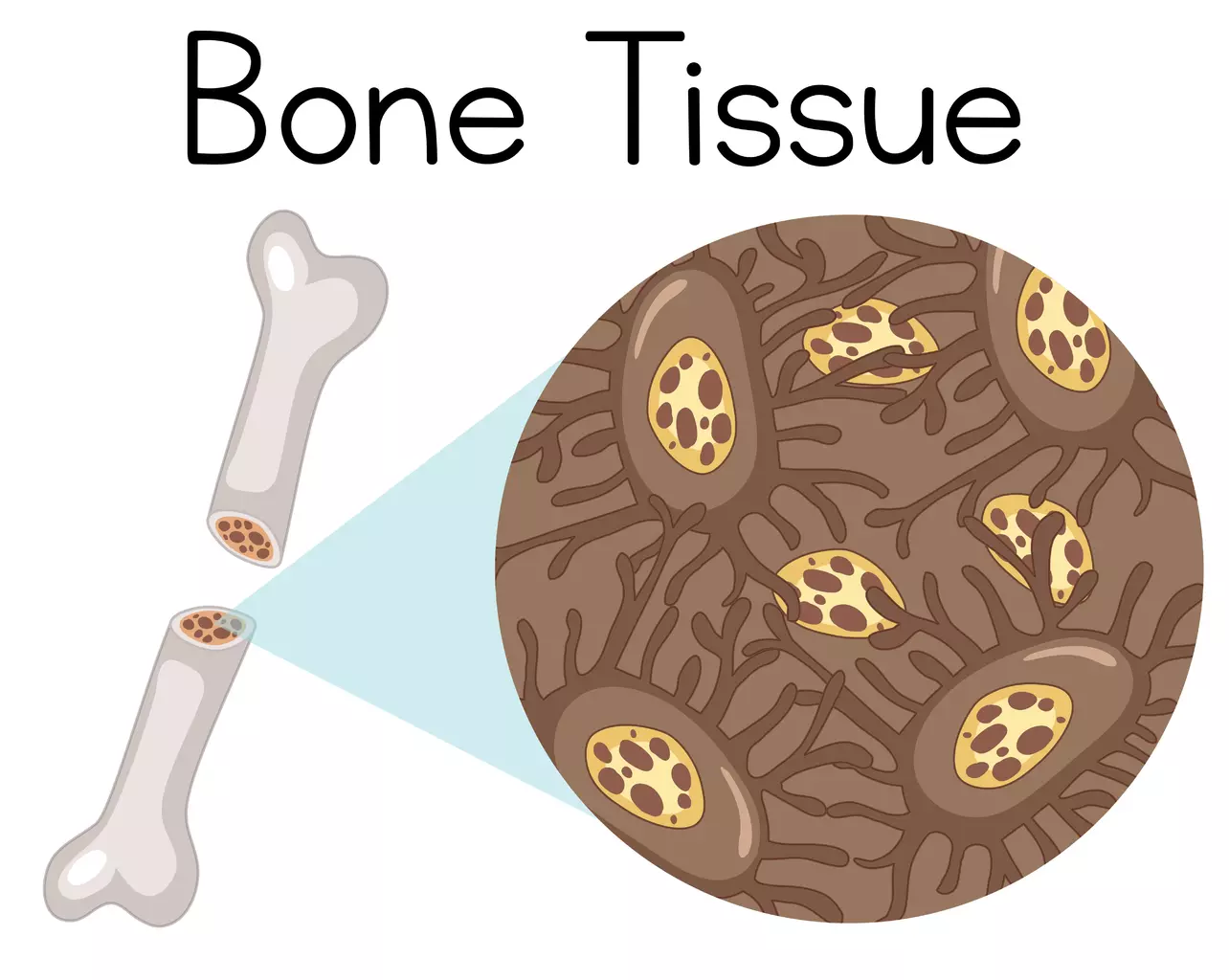 What Is Bone Marrow and How Does It Function in the Human Body?