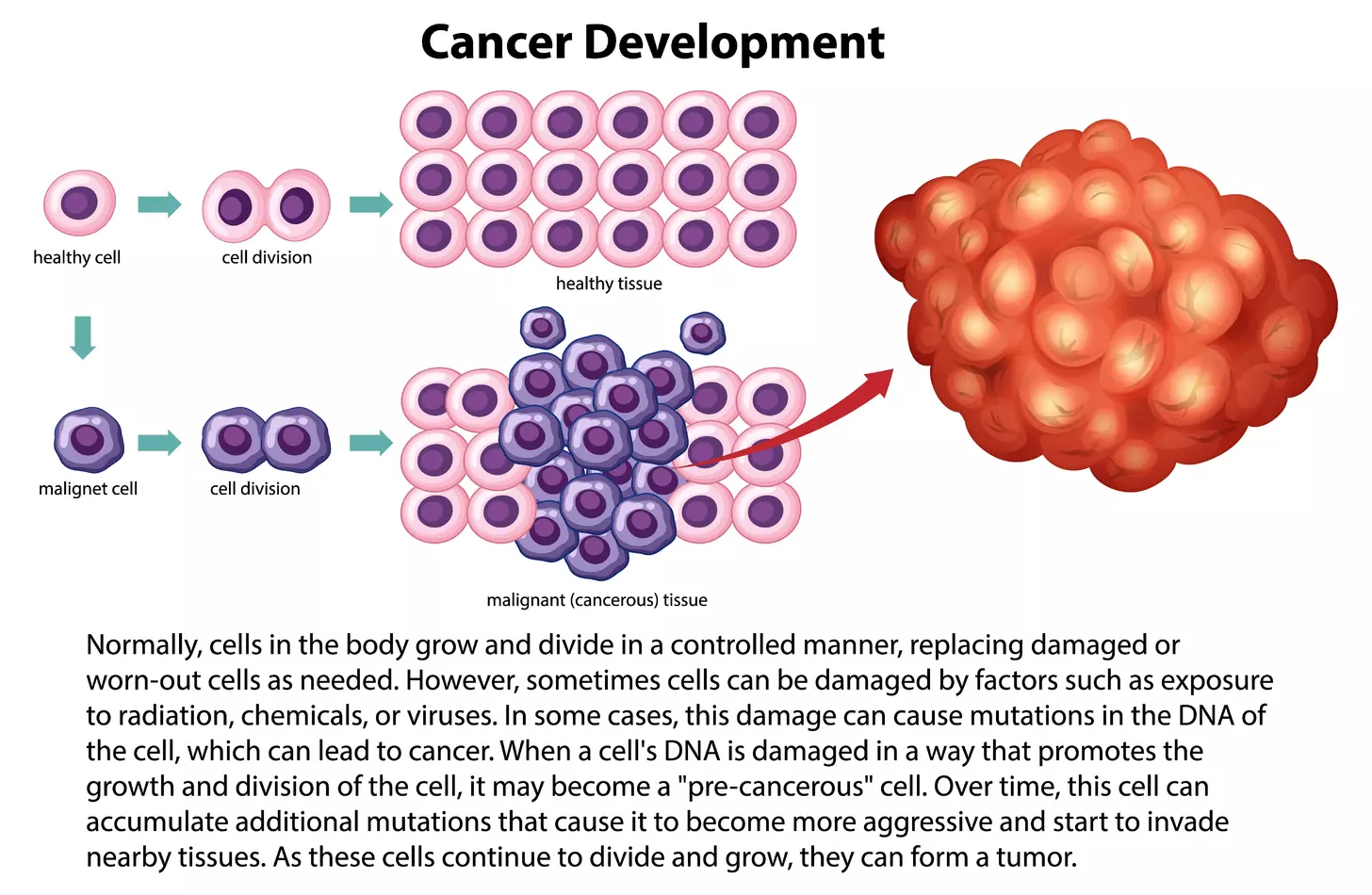 7 Key Facts About CAR T Lymphocytes and Chimeric Antigen Receptors
