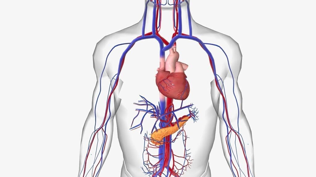 cardiovascular system