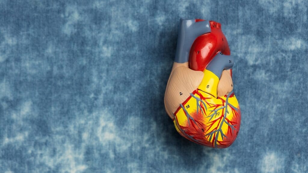 ectasia of the ascending thoracic aorta ectasia of the ascending thoracic aorta