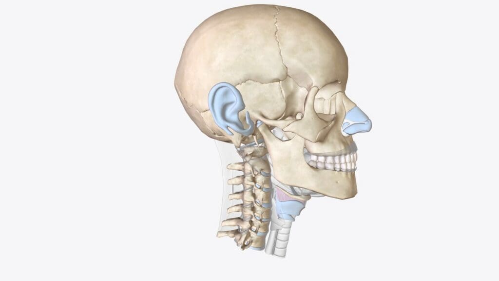 head anatomy head anatomy