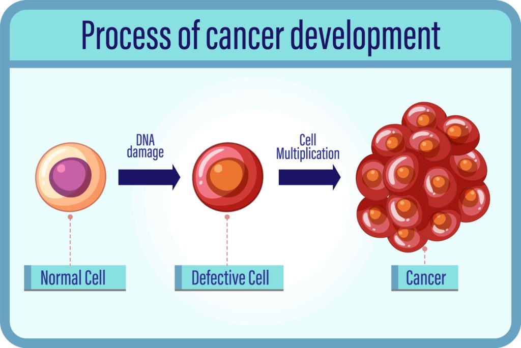 hematopoietic stem cells, undifferentiated blood cells in the bone marrow hematopoietic stem cells, undifferentiated blood cells in the bone marrow